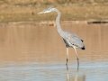 Great Blue Heron ( juvenile), 7376–7542 Russellville Rd, Guthrie, Todd County, Kentucky, November 28, 2020