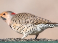 Northern Flicker (Yellow-shafted), Waterfowl Way, Cadiz, Trigg County, Kentucky, January 5, 2021