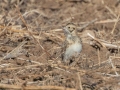 Lapland Longspur, 7376–7542 Russellville Rd, Guthrie, Todd County, Kentucky, November 28, 2020