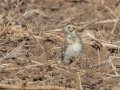 Lapland Longspur, 7376–7542 Russellville Rd, Guthrie, Todd County, Kentucky, November 28, 2020