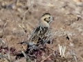 Lapland Longspur, 7376–7542 Russellville Rd, Guthrie, Todd County, Kentucky, November 28, 2020