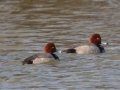 Redheads - 7601-7811 Dixie Bee Line Hwy,  Trenton, Todd County, February 2, 2021