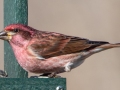 Purple Finch (male) , Waterfowl Way, Cadiz, Trigg County, Kentucky, January 5, 2021