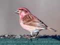 Purple Finch (male) , Waterfowl Way, Cadiz, Trigg County, Kentucky, January 5, 2021