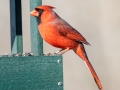 Northern Cardinal (male), Waterfowl Way, Cadiz, Trigg County, Kentucky, January 5, 2021