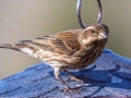 Purple Finch (female) , Waterfowl Way, Cadiz, Trigg County, Kentucky, January 5, 2021