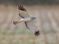 Northern Harrier (male) - Hopkins County, March 11, 2021