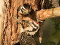 Ladder-backed Woodpecker