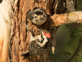 Ladder-backed Woodpecker