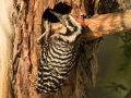 Ladder-backed Woodpecker