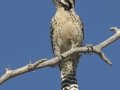 Ladder-backed Woodpecker