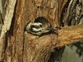 Ladder-backed Woodpecker