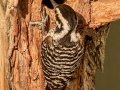 Ladder-backed Woodpecker