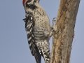 Ladder-backed Woodpecker