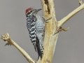 Ladder-backed Woodpecker