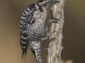 Ladder-backed Woodpecker