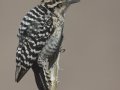 Ladder-backed Woodpecker