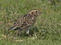 Lapland Longspur - Tijuana River Valley--Sunset Ave east of Hollister, San Diego, California, 11/19/2016