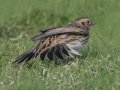 Lapland Longspur - Tijuana River Valley--Sunset Ave east of Hollister, San Diego, California, 11/19/2016