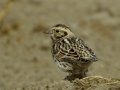 Lapland Longspur - Tijuana River Valley--Sunset Ave east of Hollister, San Diego, California, 11/19/2016
