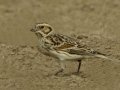 Lapland Longspur - Tijuana River Valley--Sunset Ave east of Hollister, San Diego, California, 11/19/2016