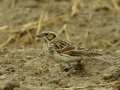 Lapland Longspur