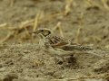 Lapland Longspur - Tijuana River Valley--Sunset Ave east of Hollister, San Diego, California, 11/19/2016
