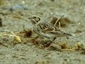 Lapland Longspur