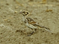 Lapland Longspur