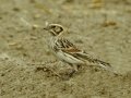 Lapland Longspur - Tijuana River Valley--Sunset Ave east of Hollister, San Diego, California, 11/19/2016