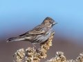 Lark Bunting - Jacumba, CA