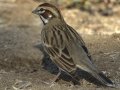 Lark Sparrow - Ramona Grasslands Preserve, Visitor Parking Lot, Ramona, San Diego County, California, 12/2/2017