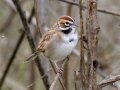 Lark Sparrow - Lark Sparrow - Barnett Ranch Preserve, San Diego, California, 12/23/2019
