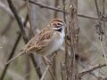 Lark Sparrow - Lark Sparrow - Barnett Ranch Preserve, San Diego, California, 12/23/2019