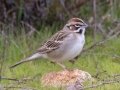 Lark Sparrow - Lark Sparrow - Barnett Ranch Preserve, San Diego, California, 12/23/2019