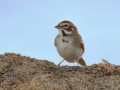Lark Sparrow - Rangeland Rd., Ramona