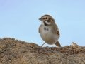 Lark Sparrow - Rangeland Rd., San Diego, California, 11/15/2019