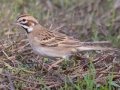Lark Sparrow - Lindo Lake, Lakeside, San Diego, California, 12/5/2019