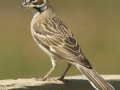 Lark Sparrow - Ramona Grasslands Preserve, Visitor Parking Lot, Ramona, San Diego County, California, 3/19/2017