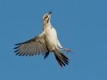 Lark Sparrow - Barnett Ranch Preserve, San Diego, California, 3/15/2017