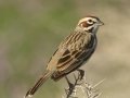 Lark Sparrow - Barnett Ranch Preserve, San Diego, California, 3/15/2017
