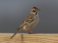 Lark Sparrow - Ramona Grasslands Preserve