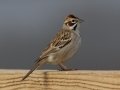 Lark Sparrow - Ramona Grasslands Preserve, Visitor Parking Lot, Ramona, San Diego County, California, 4/22/2013