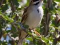 Lark Sparrow - Ramona Grasslands Preserve, Visitor Parking Lot, Ramona, San Diego County, California, 12/25/2014
