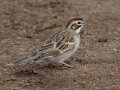 Lark Sparrow - Barnett Ranch Preserve, San Diego, California, 12/25/2014