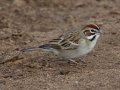 Lark Sparrow - Ramona Grasslands Preserve, Visitor Parking Lot, Ramona, San Diego County, California, 12/25/2014