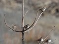 Lark Sparrow - Lake Hodges, San Diego, California, 2/7/2015