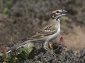 Lark Sparrow - Barnett Ranch Preserve, San Diego, California, 4/13/2018