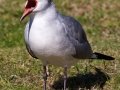 Laughing Gull - Bayfront Park (J St.), San Diego, California, 11/19/2015