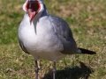 Laughing Gull - Bayfront Park (J St.), San Diego, California, 11/19/2015